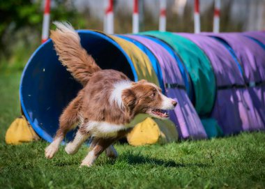 köpek çeviklik yarışmasında
