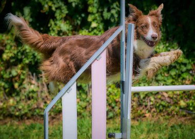 Sınır çoban köpeği atlıyor