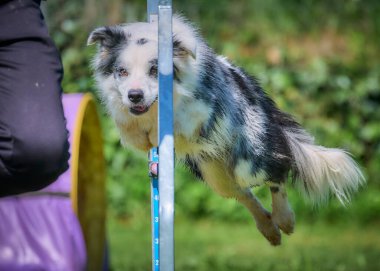 Çeviklik kursunda çoban köpeği.