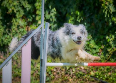 Sevimli bir köpek çeviklik içinde yatıyor.