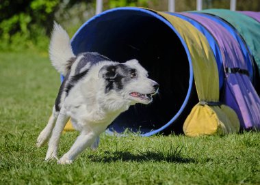 Bir yaz parkında yürüyüşe çıkmış çoban köpeği..