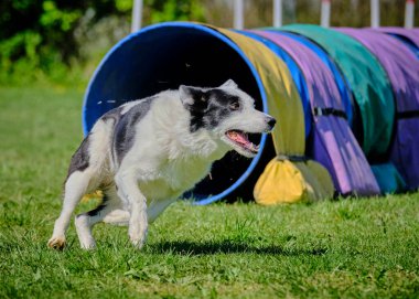 Collie Collie çeviklik kursunda