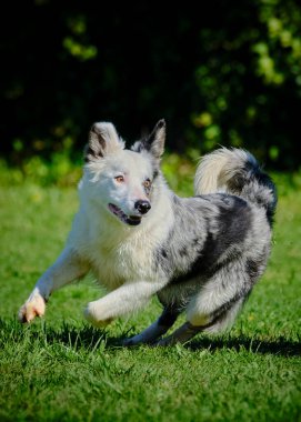 Sınır çoban köpeği çimenlerde koşuyor
