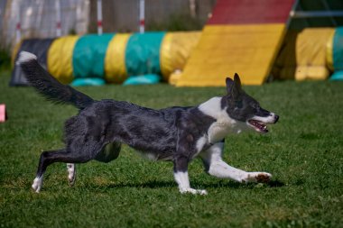 Köpek ırkı sınır köpeği yeşil bir arazide koşuyor.
