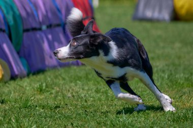Köpek çiftleşmesi. Collie çeviklik içinde koşuyor.