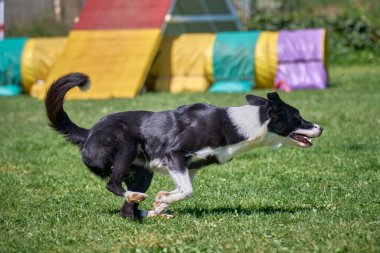 Köpek çimenlerde koşuyor.