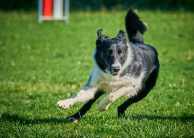 Köpek çimenlerde koşuyor.