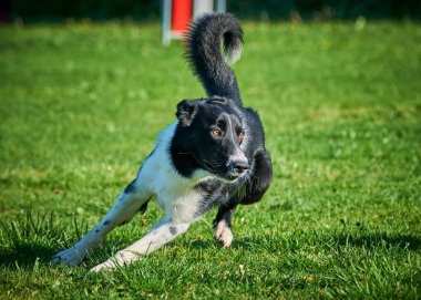 çalışan sınır collie köpek