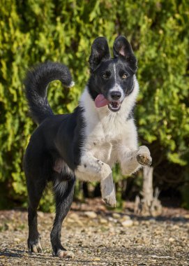 Parkta zıplayan çoban köpeği.