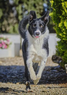 Renkli bir arkaplan ile çayırda koşan çoban köpeği