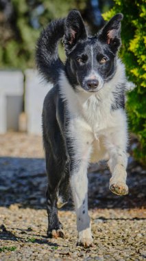 Köpek ırkı parktaki çoban köpeği.