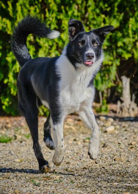 Yazın bahçede bir köpek