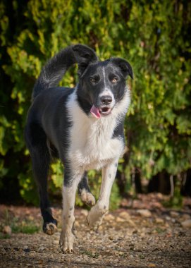 Şirin bir köpeğin portresi.