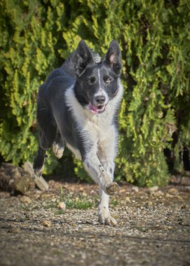 Sevimli bir köpeğin portresi.