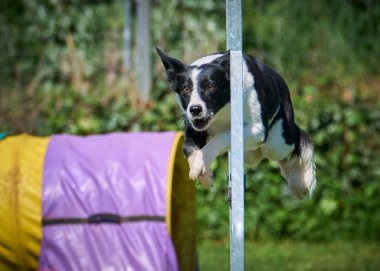Çeviklik içinde zıplayan sınır çoban köpeği