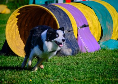 border collie dog çeviklik yarışmasında koşuyor