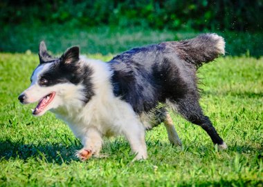 Sınır köpeği yazın