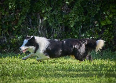 # Bahçedeki çoban köpeği #