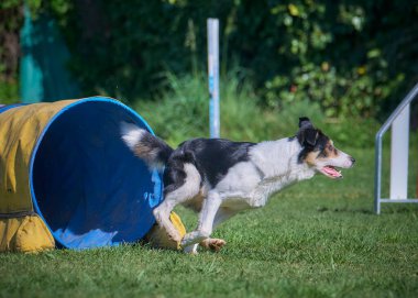 Bir köpek çimenlerde oynuyor.