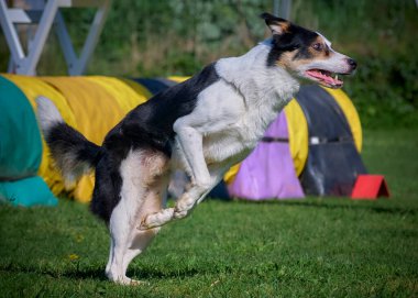 Çoban köpeği çeviklik yarışmasına atlıyor.