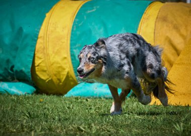 Çevik köpeği olan bir köpek çeviklik kursunda çimenlerde koşar.