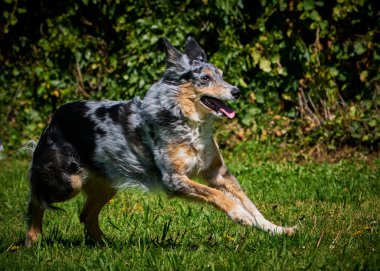 Çimenlerde koşan Alman çoban köpeği.