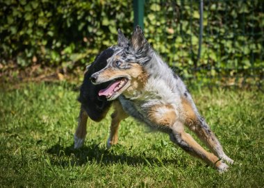 Çimenlerde koşan çoban köpeği.