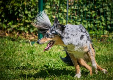 Köpek ırkı Collie bahçede..