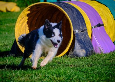 Köpek çoban köpeği çeviklikte bir yarışma çevikliği üzerine