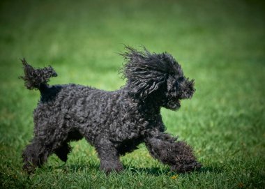 Bahçedeki siyah kaniş