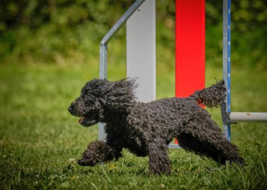 Siyah köpek yavrusu kaniş çevikliğinde