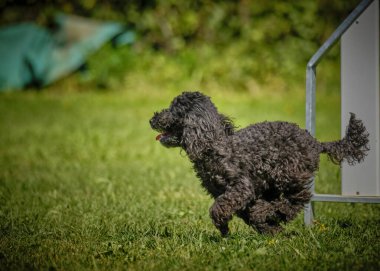Çeviklik içinde koşan sevimli siyah bir kaniş köpeği.