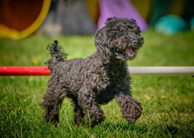 Alanında siyah köpek