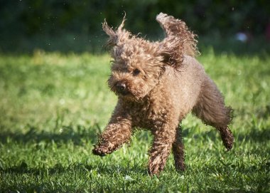 Köpek cinsi İrlanda teriyeri.