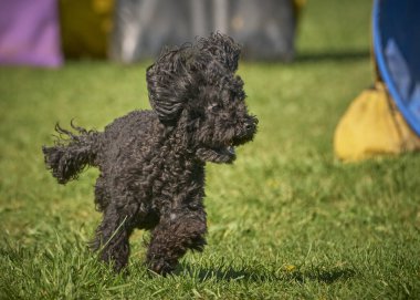 Parkta uzun kuyruklu küçük siyah bir kaniş köpeği.