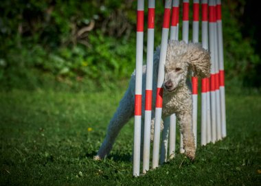 Beyaz kaniş köpeği parkta sopayla oynuyor.