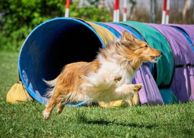 Parktaki köpek çoban köpeği