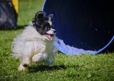 Parktaki sevimli köpek.