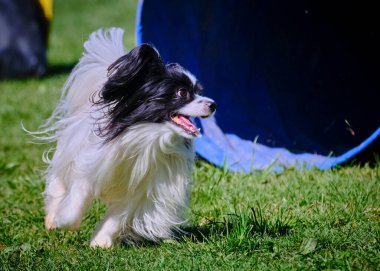 Çimlerin üzerinde sevimli bir kağıt parçası.