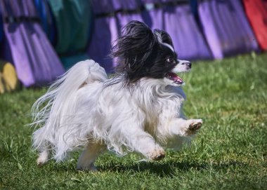 Köpek cinsi çoban köpeği.