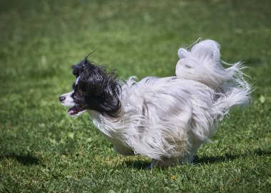 Parktaki sevimli köpek.