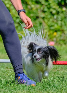 Çeviklikte köpek eğitimi