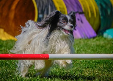 köpek çeviklik yarışmasında koşuyor