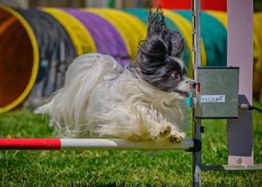 kenar kömür ocağı köpek Jumping