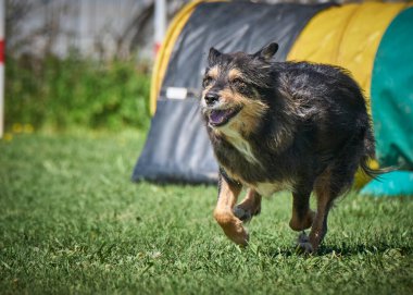 Alman çoban köpeği doğada..
