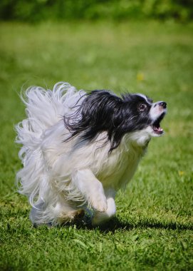 Köpek çoban köpeği zıplıyor.