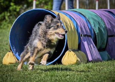 Çeviklik kursunda bir köpek