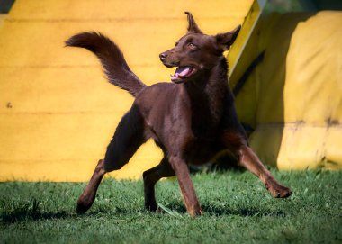 Köpek, koşan siyah ve kahverengi köpek yetiştirir.