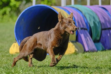Doberman yeşil alanda koşuyor.