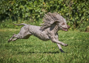 Parkta çimlerin üzerinde koşan sevimli köpek.